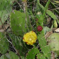 Opuntia monacantha Haw.